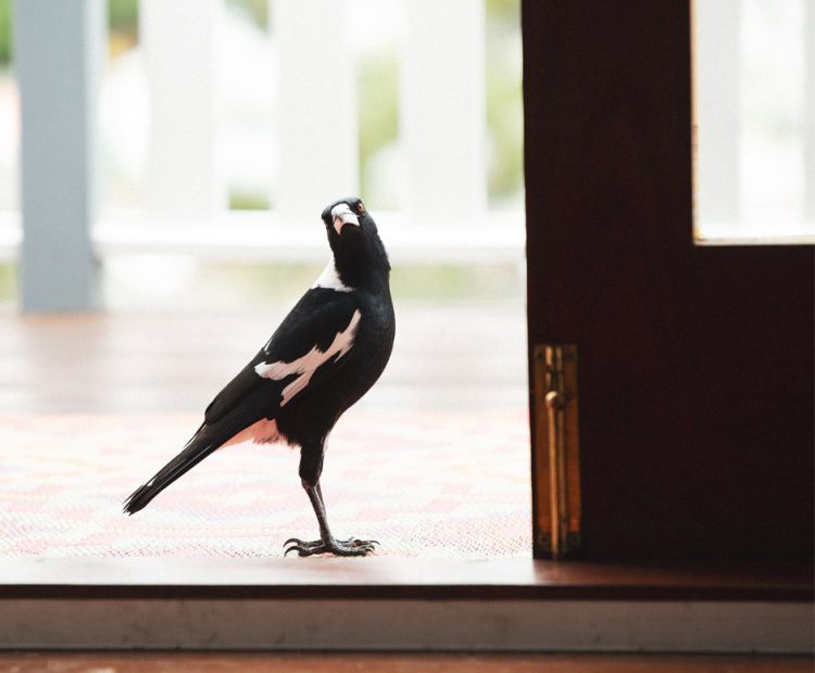First home buyer numbers have halved: is it time to swoop in?