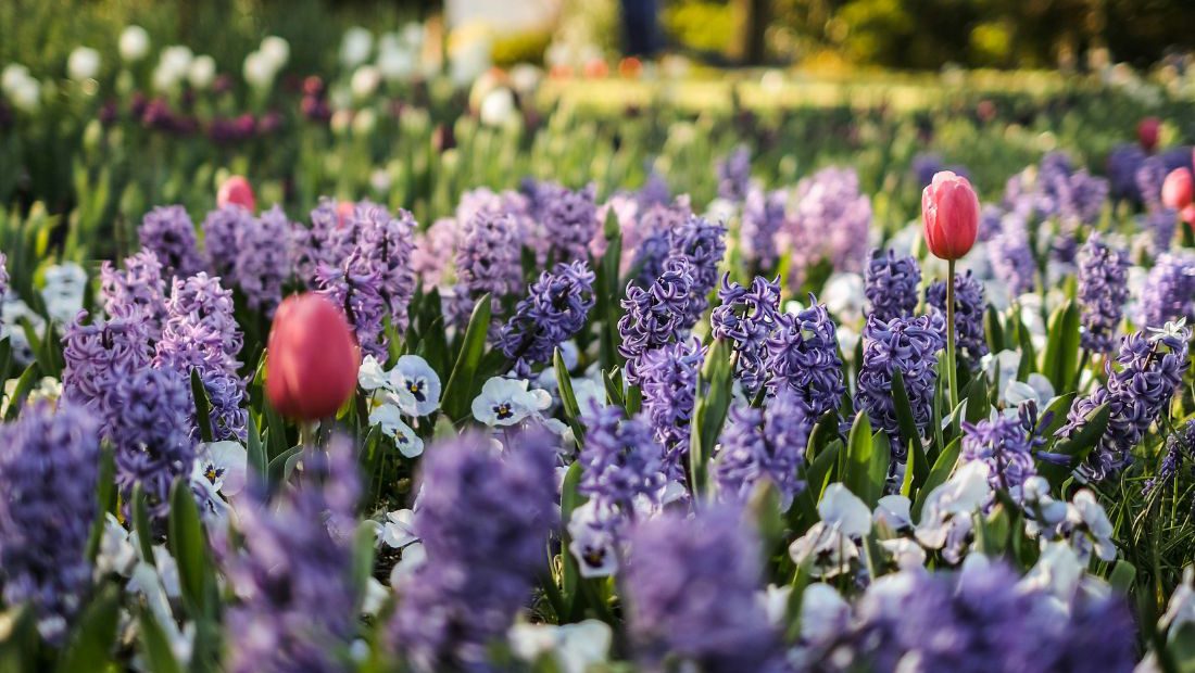 Property market set to blossom this spring