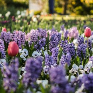 Spring hopes eternal