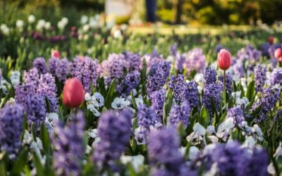 Spring hopes eternal